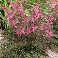 Astilbe simplicifolia 'Key West'