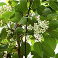 Actinidia chinensis 'Minkimale'