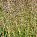 Calamagrostis x acutiflora 'Eldorado'