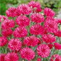 Centaurea cyanus 'Rote Lola'