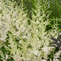 Astilbe simplicifolia 'Snowdrift'