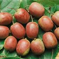 Actinidia kolomikta 'Red Beauty'