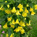 Abutilon megapotamicum 'Yellow Trumpet'