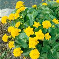 Caltha palustris 'Multiplex'