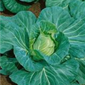 Brassica oleracea var. capitata subv. conica f. alba 'Chavannes'