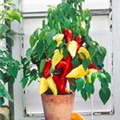 Capsicum annuum 'Hunor'