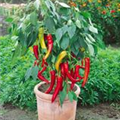 Capsicum annuum 'Türkischer Spitzpaprika'