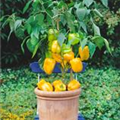 Capsicum annuum 'Beluga® Yellow'