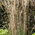 Calamagrostis x acutiflora 'Overdam'