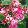 Begonia semperflorens 'Cherry Blossom'