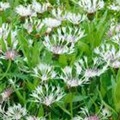 Centaurea montana 'Alba'