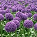 Allium 'Globemaster'