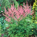 Astilbe x arendsii 'Bressingham Beauty'