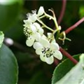 Actinidia arguta 'Male'