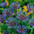 Centaurea montana 'Coerulea'