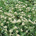 Antennaria dioica 'Alba'