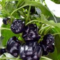 Capsicum annuum 'Beluga® Purple'