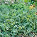 Acaena microphylla 'Grüner Zwerg'