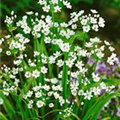 Allium neapolitanum