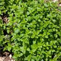 Calamintha nepeta