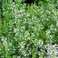 Calamintha nepeta 'Alba'