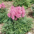 Astilbe x arendsii 'Gloria'