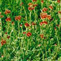 Antennaria dioica 'Rubra'