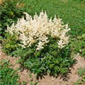 Astilbe x arendsii 'Irrlicht'