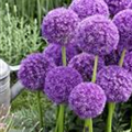 Allium 'Pinball Wizard'