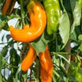 Capsicum annuum 'Bullhorn Chili