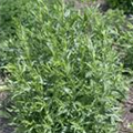 Artemisia dracunculus var. sativus