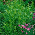 Artemisia dracunculus 'Pfefferkorn'