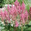 Astilbe x arendsii 'Look at me'