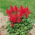 Astilbe x arendsii 'Montgomery'