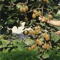 Actinidia chinensis 'Hayward'