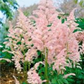 Astilbe x arendsii 'Rosenschleier'