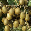 Actinidia chinensis 'Jenny'