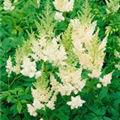 Astilbe x arendsii 'Weiße Gloria'