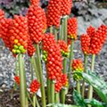 Arum italicum