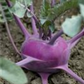 Brassica oleracea var. gongylodes 'Blaro'