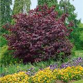 Cercis canadensis 'Forest Pansy'