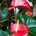 Anthurium x andreanum 'Alabama'