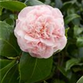 Camellia japonica 'Debutante'