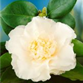 Camellia japonica 'Elegans Champagne'