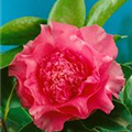 Camellia japonica 'Elegans Supreme'