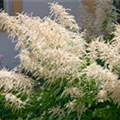 Aruncus dioicus