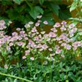 Astrantia major 'Rosennymphe'