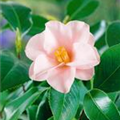 Camellia japonica 'Hagoromo'