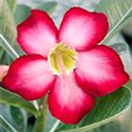 Adenium obesum