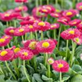 Bellis perennis 'Bella Rosa'